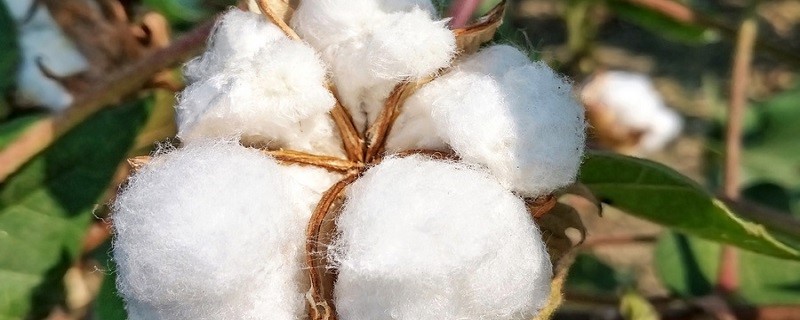 chọn vải cotton nguyên chất1